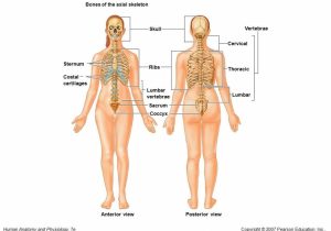 Anatomy and Physiology Worksheets or Anatomy and Physiology Games Human Anatomy Muscles and Bones