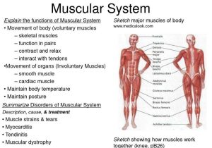 Anatomy and Physiology Worksheets or Functions the Human Muscular System Anatomy and Physiol