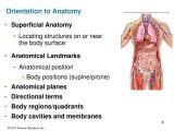 Anatomy and Physiology Worksheets together with An Introduction to Anatomy and Physiology Ppt