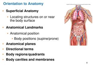 Anatomy and Physiology Worksheets together with An Introduction to Anatomy and Physiology Ppt