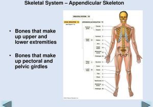 Anatomy and Physiology Worksheets together with Anatomy and Physiology I Ppt