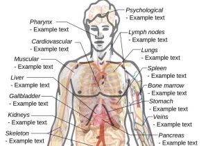 Anatomy and Physiology Worksheets together with Male Reproductive System Physiology Male Reproductive System