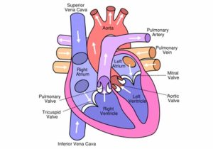 Anatomy and Physiology Worksheets with the Heart System