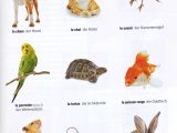 Animal Adaptations Worksheets Along with Les Principaux Animaux Domestiques