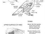 Animal Adaptations Worksheets as Well as when Aviculturalists Say that A Bird Has French Moult they are