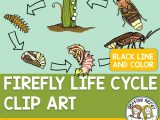 Animal Adaptations Worksheets together with Firefly Life Cycle