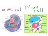 Animal and Plant Cell Labeling Worksheet Along with Animal Vs Plant Cell Diagram Anatomy Diagram Chart