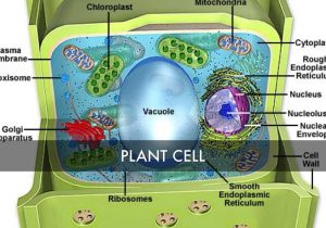 Animal and Plant Cell Labeling Worksheet Along with Cell Biology by Kayla Gibson