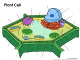 Animal and Plant Cell Labeling Worksheet Also Aaravampaposs Plant Cell Thinglink Thinglink