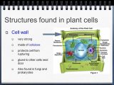 Animal and Plant Cell Labeling Worksheet Also Plant Cell Parts Labeled Styrofoam Cell Project Life the Sci