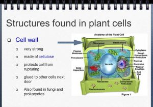 Animal and Plant Cell Labeling Worksheet Also Plant Cell Parts Labeled Styrofoam Cell Project Life the Sci
