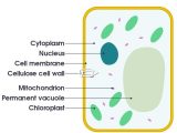Animal and Plant Cell Labeling Worksheet Also Plant Cells by Stella Cross