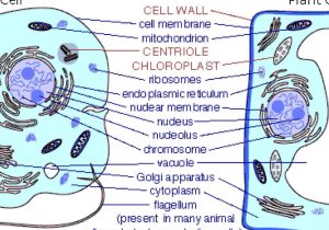 Animal and Plant Cell Labeling Worksheet and Centrioles and Microtubules by Angel Lopez