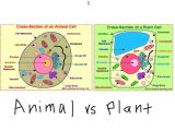 Animal and Plant Cell Labeling Worksheet and Charming Cross Section A Animal Cell 1 Plant Ce