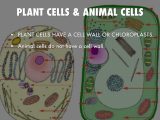 Animal and Plant Cell Labeling Worksheet as Well as Bio by Nathan Searle