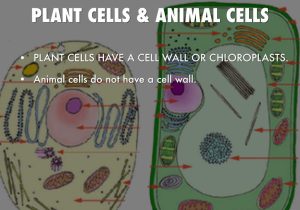 Animal and Plant Cell Labeling Worksheet as Well as Bio by Nathan Searle