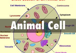 Animal and Plant Cell Labeling Worksheet or Animal Cell by Christian Mahoney