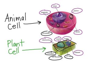 Animal and Plant Cell Labeling Worksheet or Plant Cell Diagrams for Kids Diagram Site