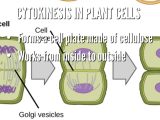 Animal and Plant Cell Labeling Worksheet together with Cell Cycle by Jesse Nava