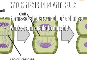 Animal and Plant Cell Labeling Worksheet together with Cell Cycle by Jesse Nava