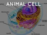 Animal and Plant Cell Labeling Worksheet with Disney by Jade Alix