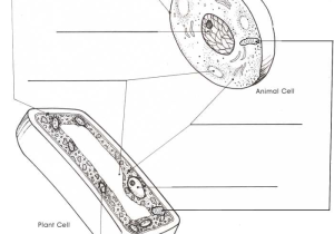 Animal and Plant Cells Worksheet Answers Along with Worksheets 48 Awesome Cell organelles Worksheet Full Hd Wallpaper