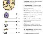 Animal and Plant Cells Worksheet Answers Also 266 Best Biology Cell theory organelles Images On Pinterest