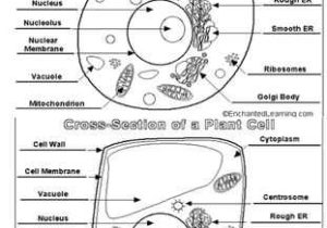 Animal and Plant Cells Worksheet Answers Also 27 Best Plant Animal Cells Images On Pinterest