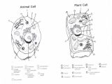 Animal and Plant Cells Worksheet Answers as Well as 93 Best Cell Structures Images On Pinterest