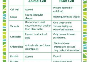 Animal and Plant Cells Worksheet Answers as Well as Plants and Animals Cells Printable Science Worksheets for 5th