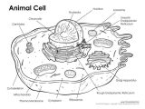 Animal and Plant Cells Worksheet Answers together with Animal Cell Coloring Page Awesome Unlabeled Plant and Animal Cell