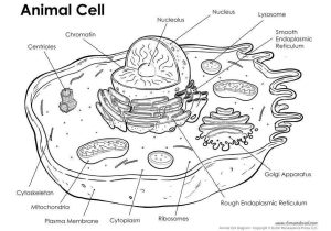 Animal and Plant Cells Worksheet Answers together with Animal Cell Coloring Page Awesome Unlabeled Plant and Animal Cell