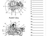 Animal and Plant Cells Worksheet Answers with Label Cell organelles Worksheet Worksheet Math for Kids