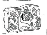 Animal and Plant Cells Worksheet Answers with Plant Cell Coloring Answers – Benneedhamfo