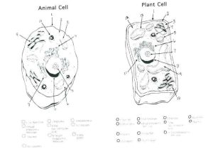 Animal and Plant Cells Worksheet as Well as Animal Cell Coloring Worksheet Animal Cell Coloring Page Animal and