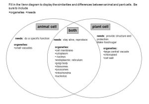 Animal and Plant Cells Worksheet as Well as Plant and Animal Cell Venn Diagram Worksheet Awesome Cell