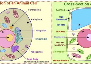 Animal and Plant Cells Worksheet together with Plant Cell and Animal Cell Diagram Worksheet Luxury Animal Cells and