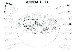 Animal Cell Coloring Worksheet Along with Animal Cell Coloring Worksheet Cell Labeled Cell Parts Coloring