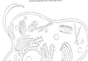 Animal Cell Coloring Worksheet Also 15 Inspirational Animal Cell Coloring Page Image