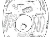 Animal Cell Coloring Worksheet Also Plant Cell Drawing at Getdrawings