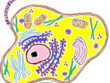 Animal Cell Coloring Worksheet and 15 Inspirational Animal Cell Coloring Page Image