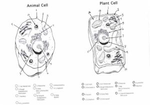 Animal Cell Coloring Worksheet and 93 Best Cell Structures Images On Pinterest