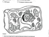 Animal Cell Coloring Worksheet Answers Along with 12 Awesome Animal Cell Coloring Page Answers Image