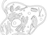 Animal Cell Coloring Worksheet Answers Along with Plant Cell Drawing at Getdrawings