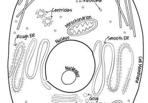 Animal Cell Coloring Worksheet Answers and Plant Cell Drawing at Getdrawings