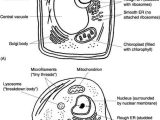 Animal Cell Coloring Worksheet Answers as Well as 147 Best Ag Biology Cells Viruses & organelles Images On