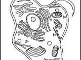 Animal Cell Coloring Worksheet Answers as Well as Animal Cell Coloring Worksheet Cell Labeled Cell Parts Coloring