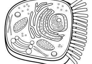 Animal Cell Coloring Worksheet Answers with Plant Cell Drawing at Getdrawings