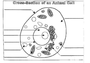 Animal Cell Coloring Worksheet as Well as Animal Color Pages Funny Coloring