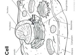 Animal Cell Coloring Worksheet as Well as Plant Cell Drawing at Getdrawings